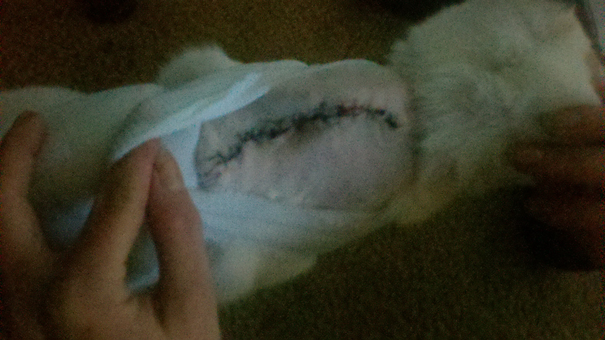 Hartz Ultra Flea and Tick